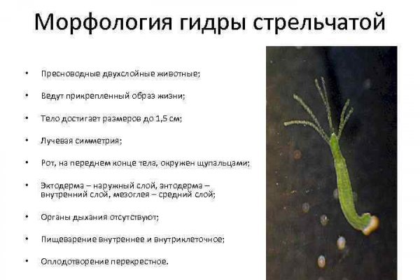 Дарк нет кракен